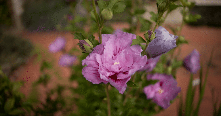 A close-up, soft-focus shot of a ruffled pink hibiscus flower in bloom, surrounded by green leaves and buds